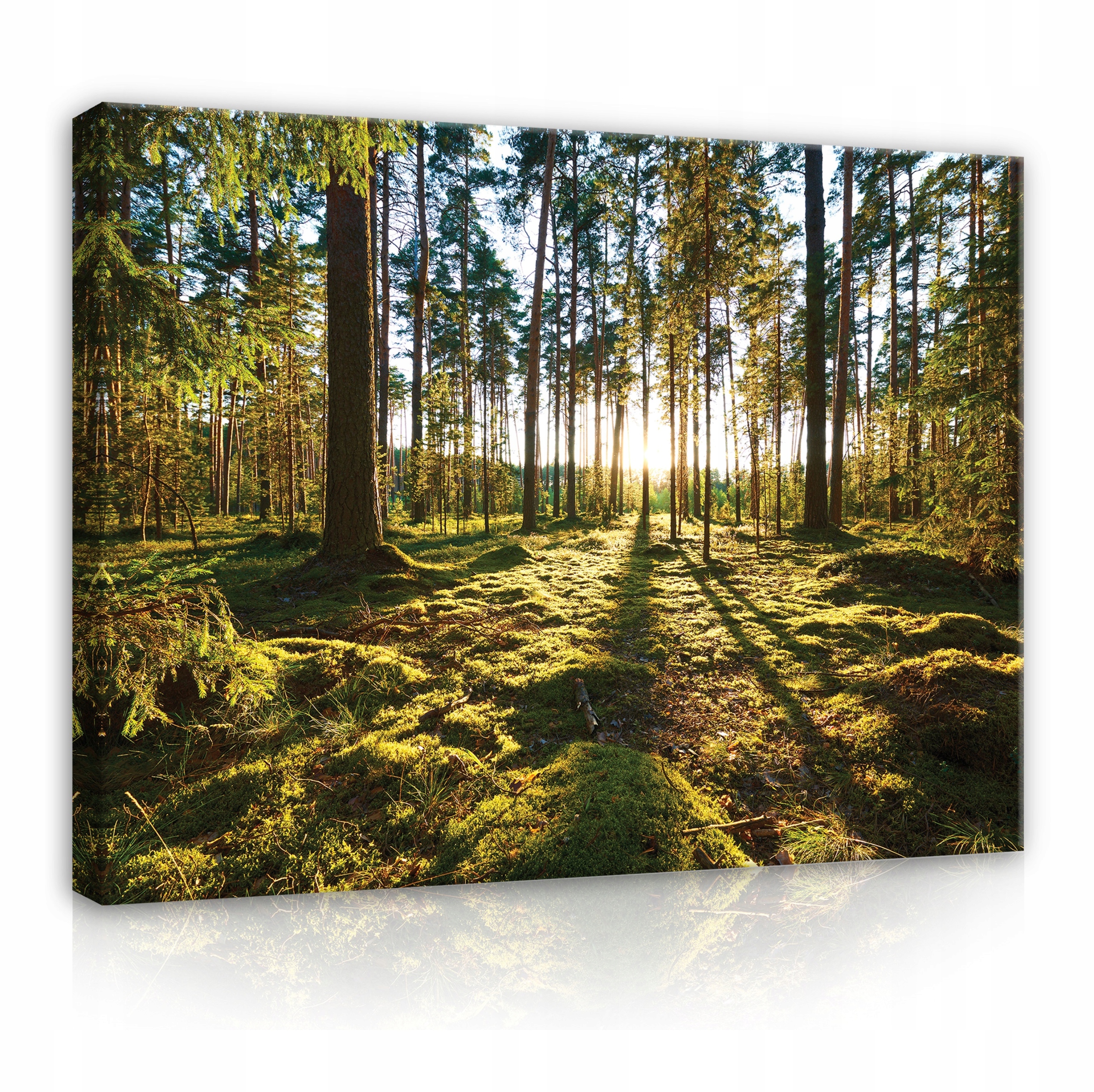 Obraz Na Plátně Stěna Les Stromy Příroda Ložnice Obývací Pokoj Velký XXL 120x80