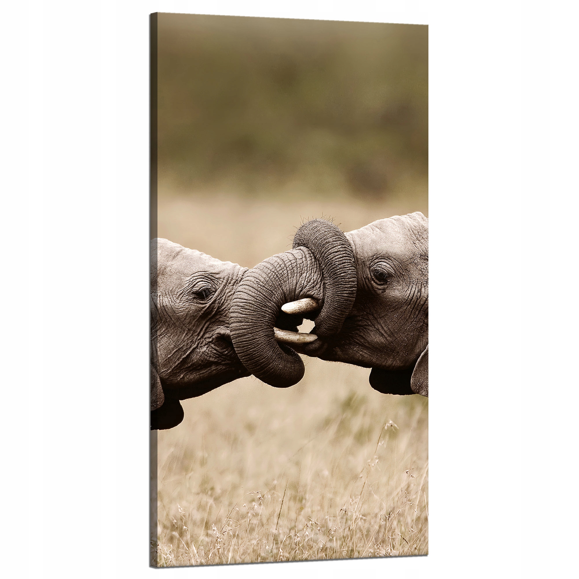 Obraz na plátně Setkání slonů Afrika Příroda 60x120 cm Ideální jako dárek