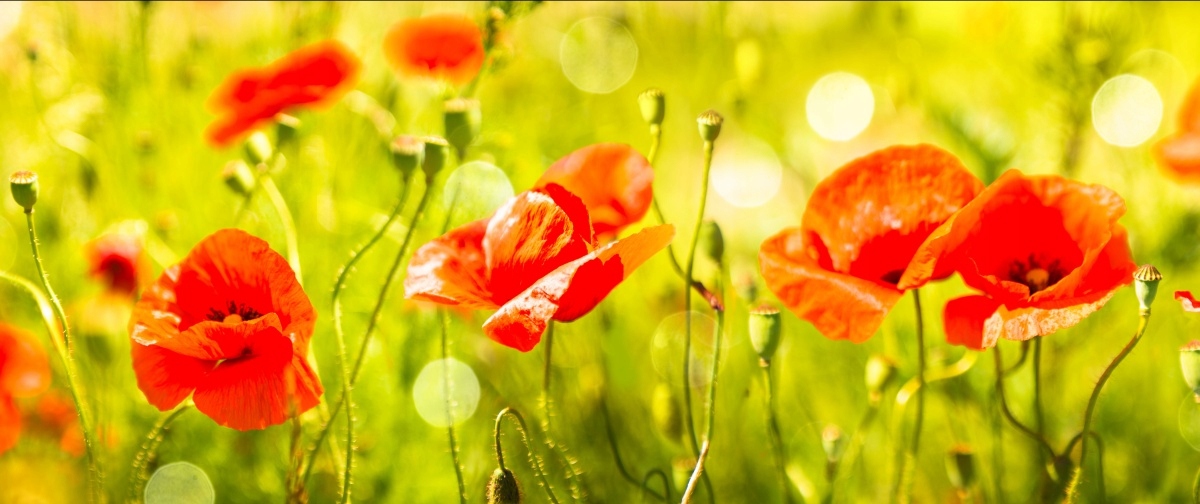 

Fototapeta Flizelinowa Maki Łąka 250x104