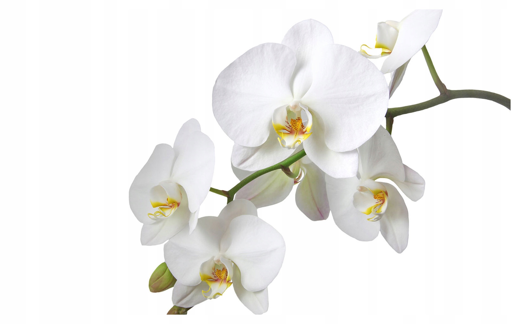 Fototapeta Biele vinylové orchidey 416x254 jemné kvety na stenu lepidlo
