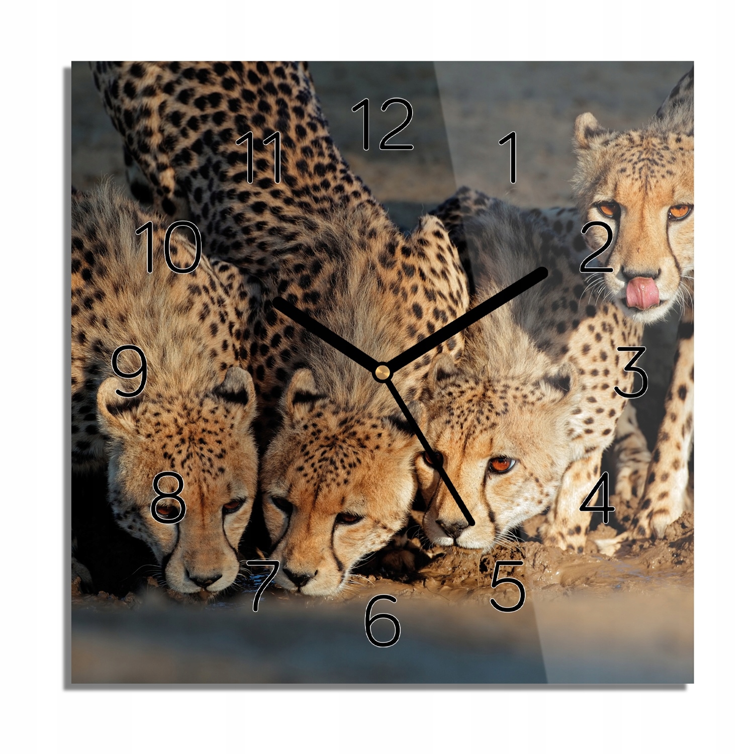 

Gepard przy wodopoju zegar na szkle 30x30 z foto