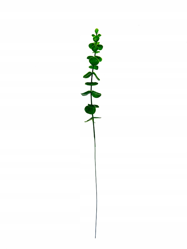 

Liść eukaliptus C559A 40 cm