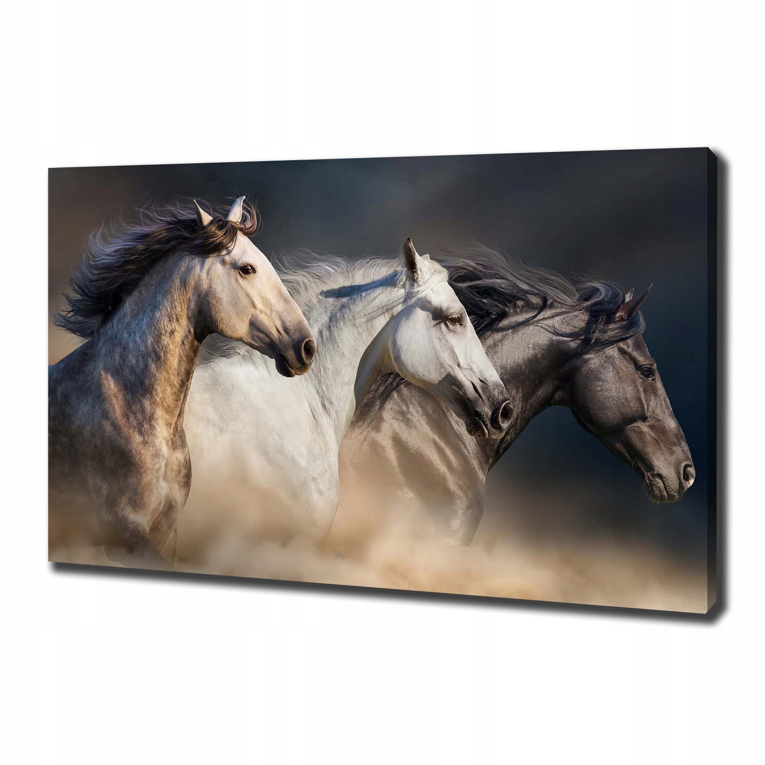 

Obraz canvas do salonu Konie w galopie 100x70 cm