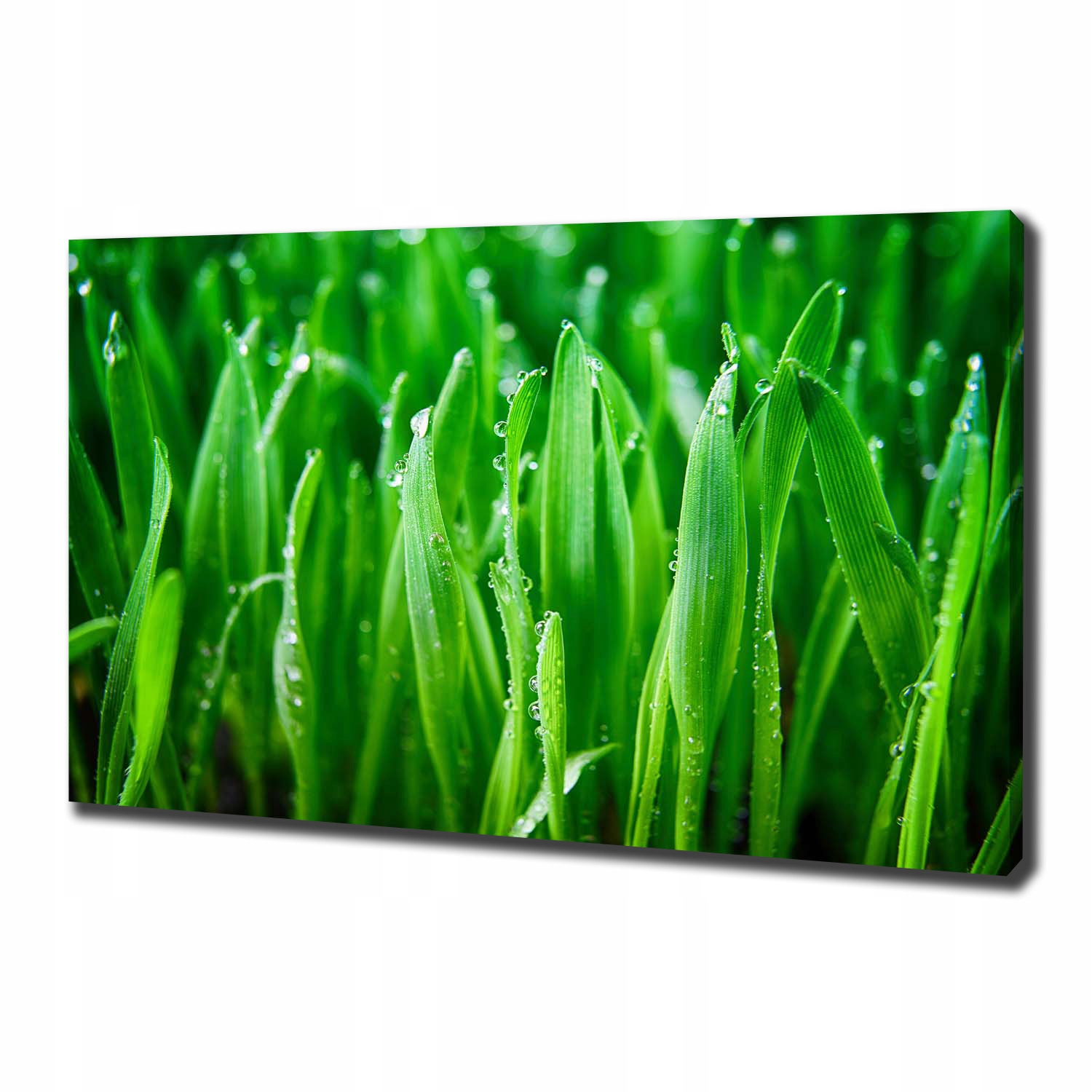 

Foto obraz ze zdjęcia do salonu Trawa 100x70 cm