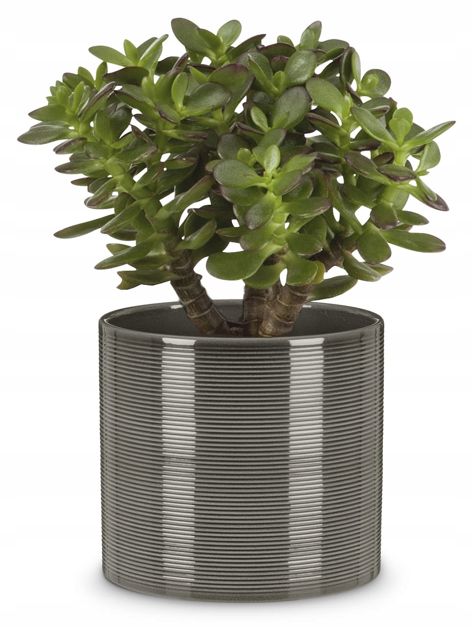 

Ciemnoszara osłonka na doniczkę walec 12 Scheurich