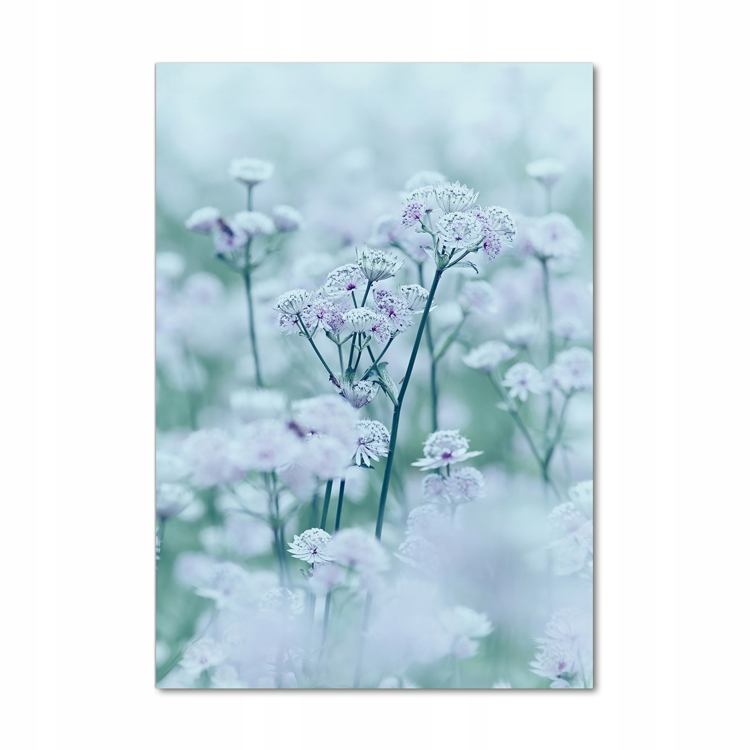 

Nowoczesny fotoobraz akrylowy Jarzmianka 70x100cm