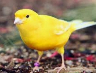 KARMA DLA KANARKÓW K 10KG SUPER GOLD WINGS Przeznaczenie inne