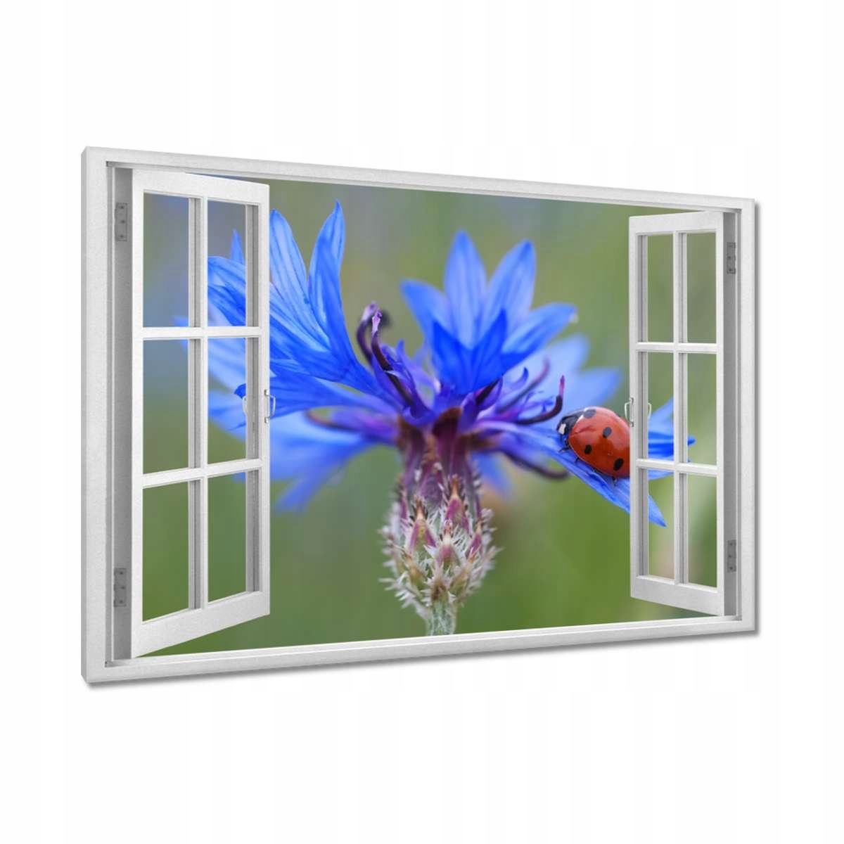 Obrazy 120x80 Haber s beruškou