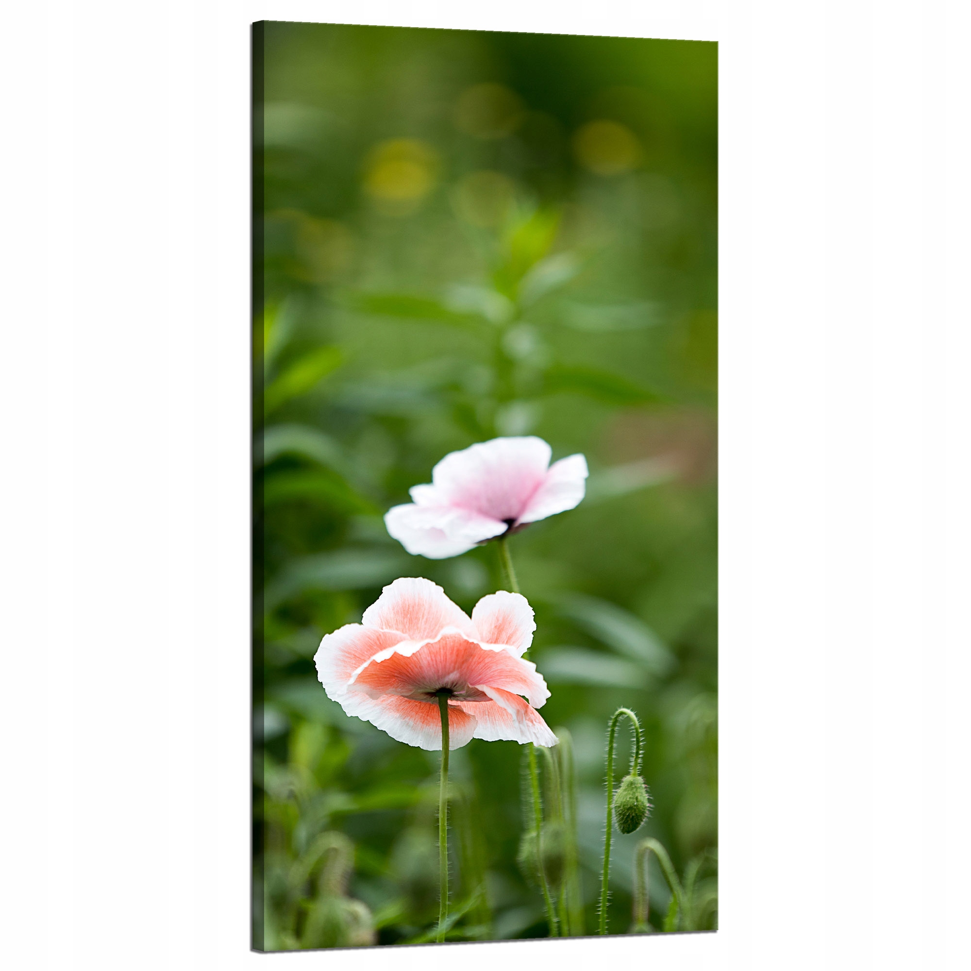 Obraz Canvas Botanika Červené květy máku 60x120