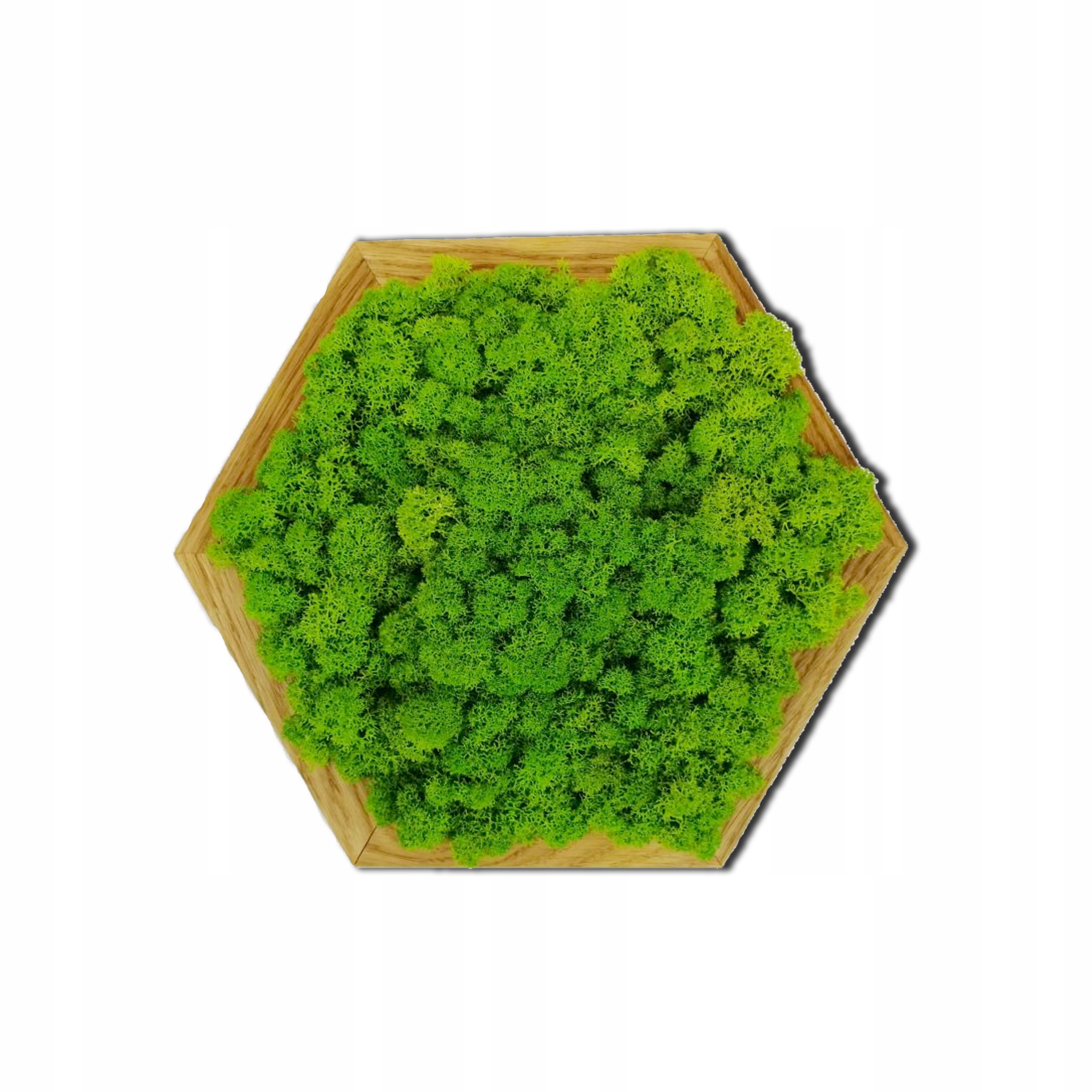 CHROBOTEK RENIFEROWY OBRAZ Z MCHU MECH NA ŚCIANĘ