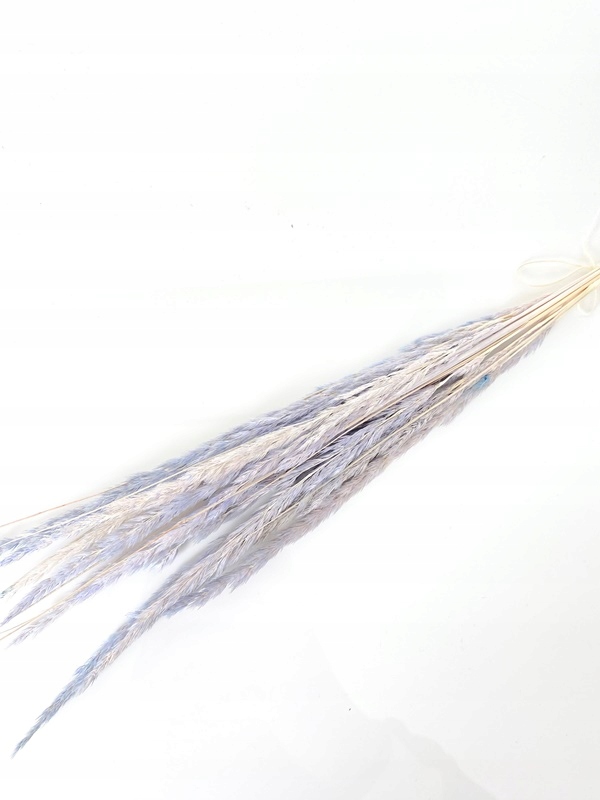 

Mini trawka niebieska suszone kwiaty Miła Odmiana