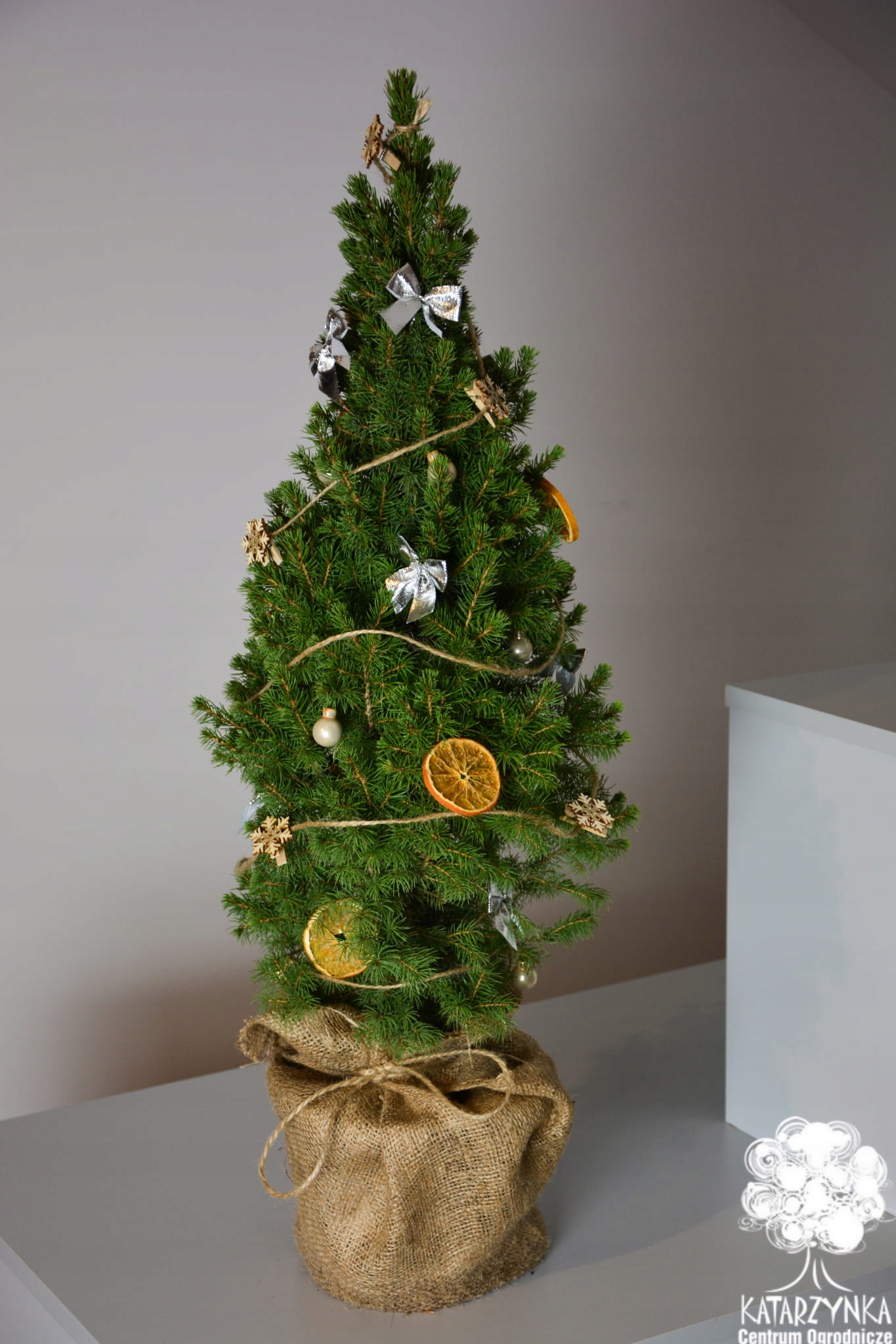 

Żywa Choinka Świerk Conica w donicy 65-75 cm