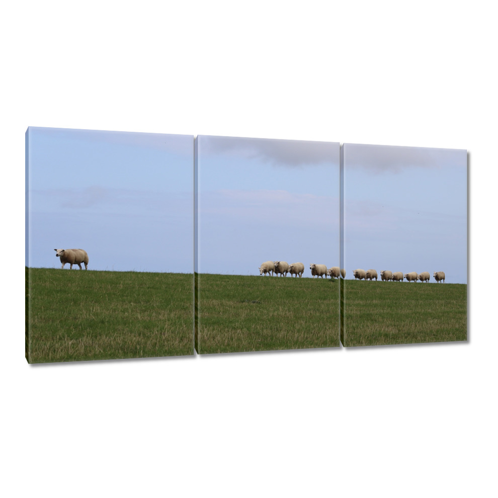 

Obrazy 120x60 Wypas owiec Owieczki Owce