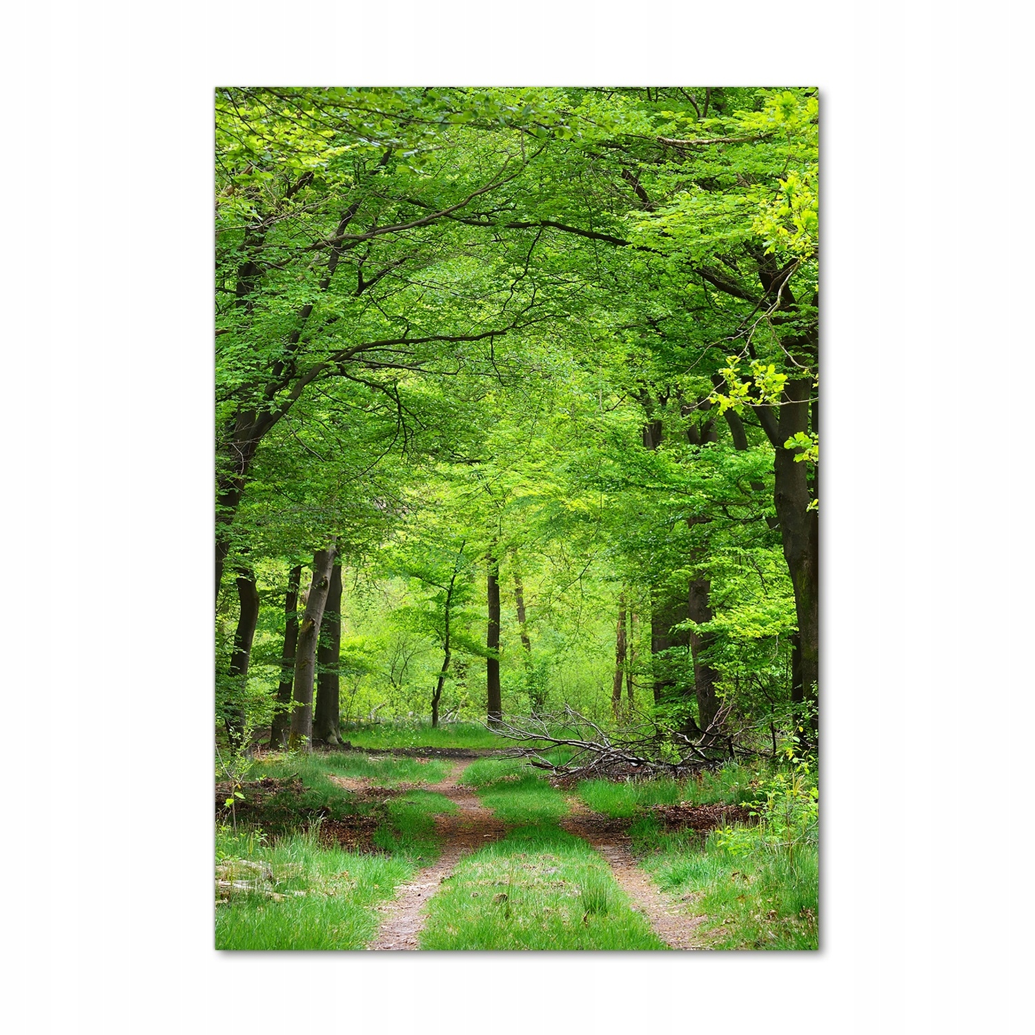 

Nowoczesny fotoobraz akrylowy Zielony las 70x100cm