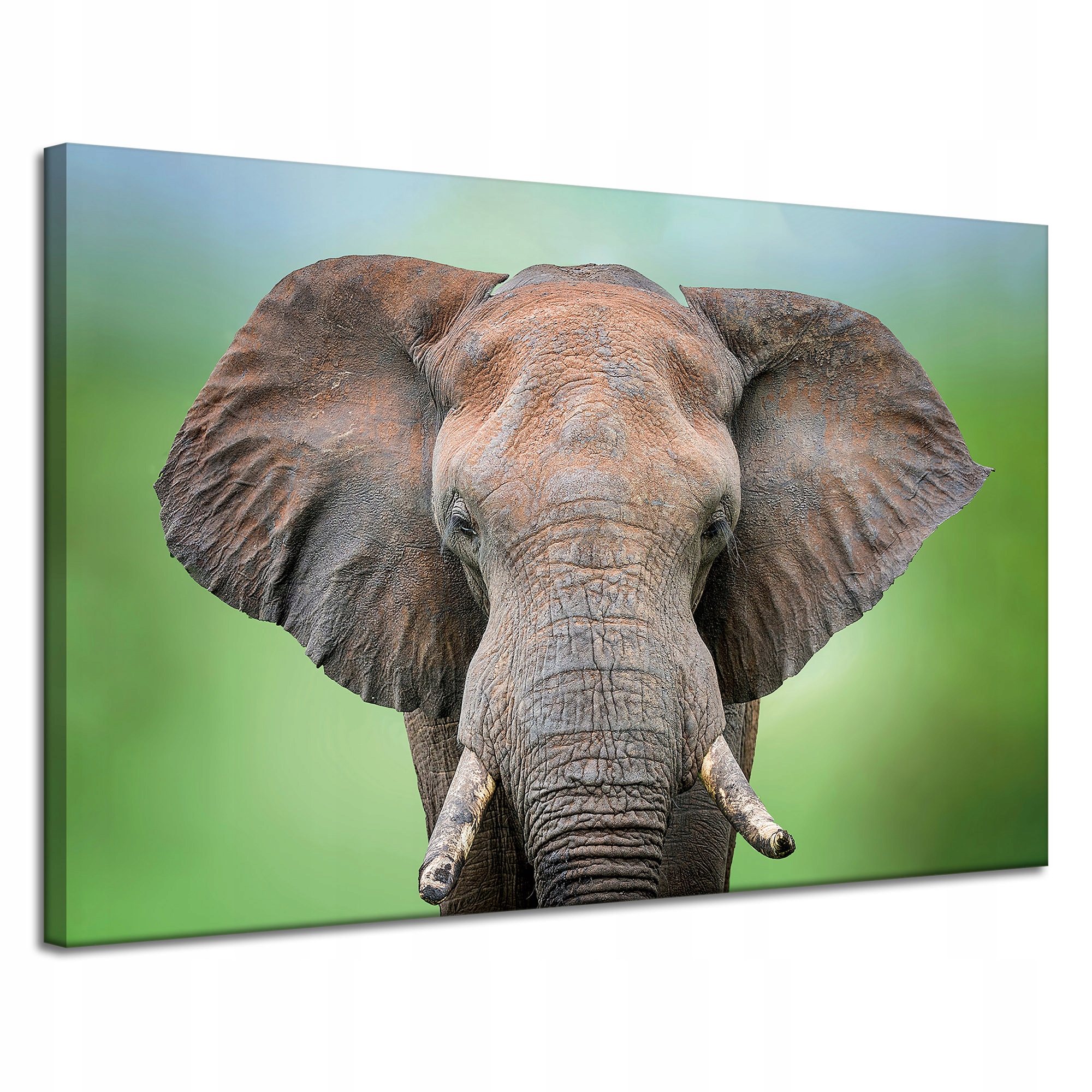 Obraz na plátně Tvář slona Kly Šedá Zvíře 120x80 cm