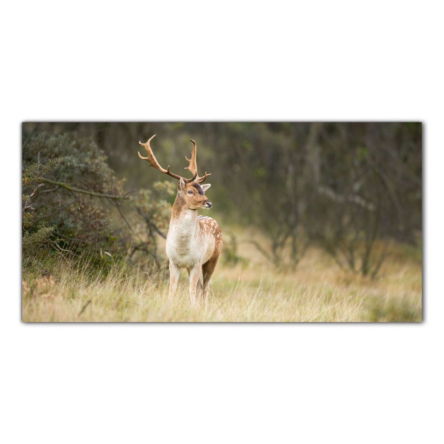 

Obraz Szklany Foto-obraz Jeleń Łąka Zwierzę 120x60