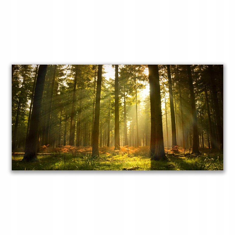 

Fotoobraz akryl na ścianę 140x70 Las Natura Drzewa