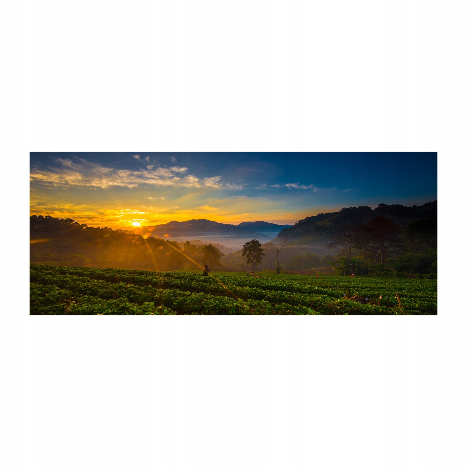 

Foto obraz szkło akryl Plantacja herbaty 125x50 cm