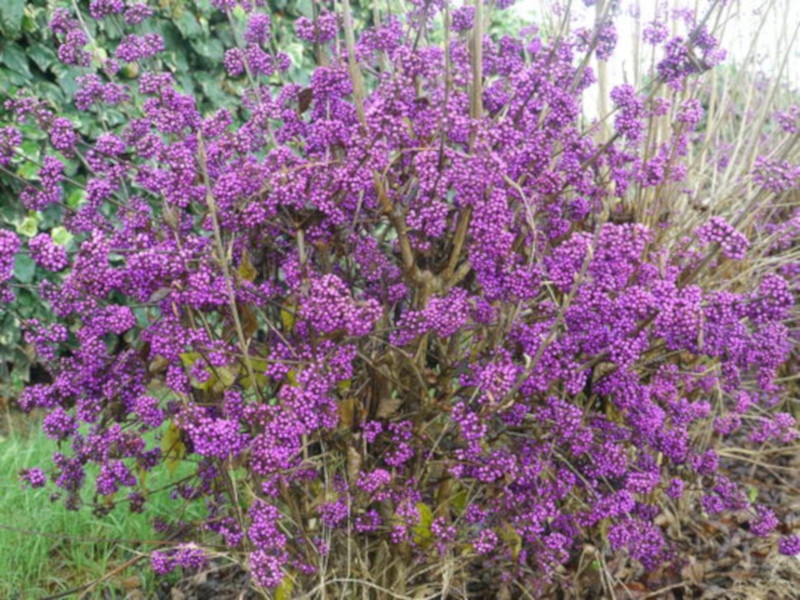 PIĘKNOTKA PROFUSION - sadzonki w doniczkach Producent inna