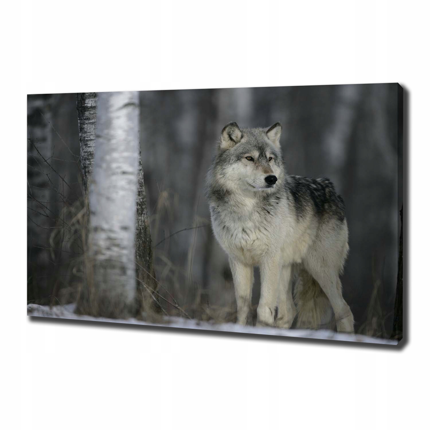

Foto obraz canvas na ścianę Szary wilk 100x70 cm