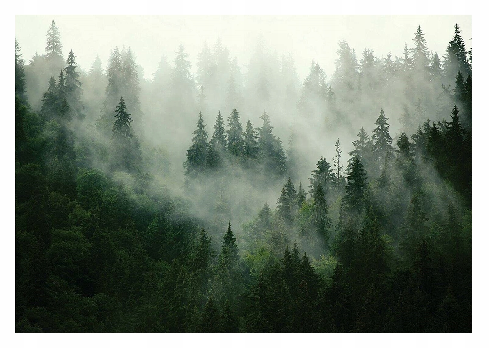 Omyvatelná fototapeta Les v mlze Laminovaná 208x146