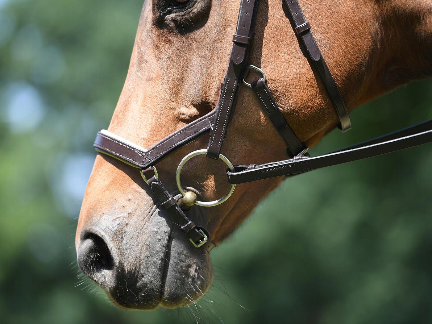 OGŁOWIE BUSSE FEELING ANATOMICZNE CZARNE FULL 24H Marka Busse