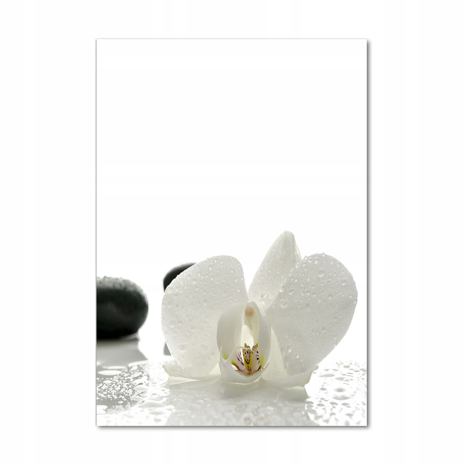 

Foto obraz akrylowy Orchidea i kamienie 70x100cm