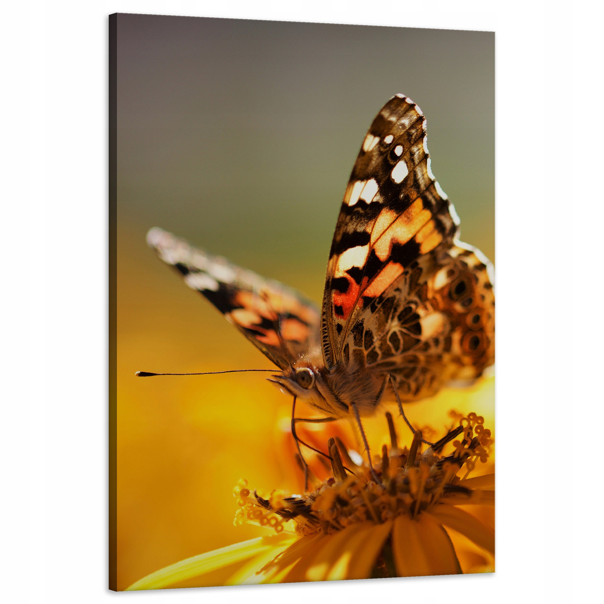 Obraz na plátně Zvířata Motýl na květině 60x90