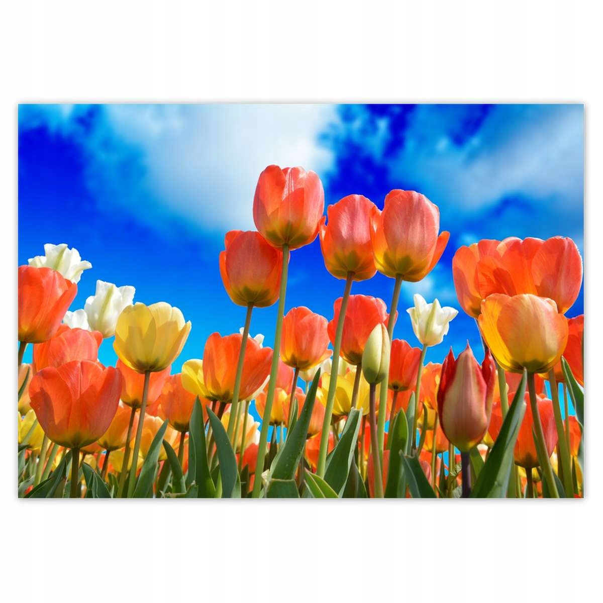Fototapety 416x290 Kolorowe tulipany