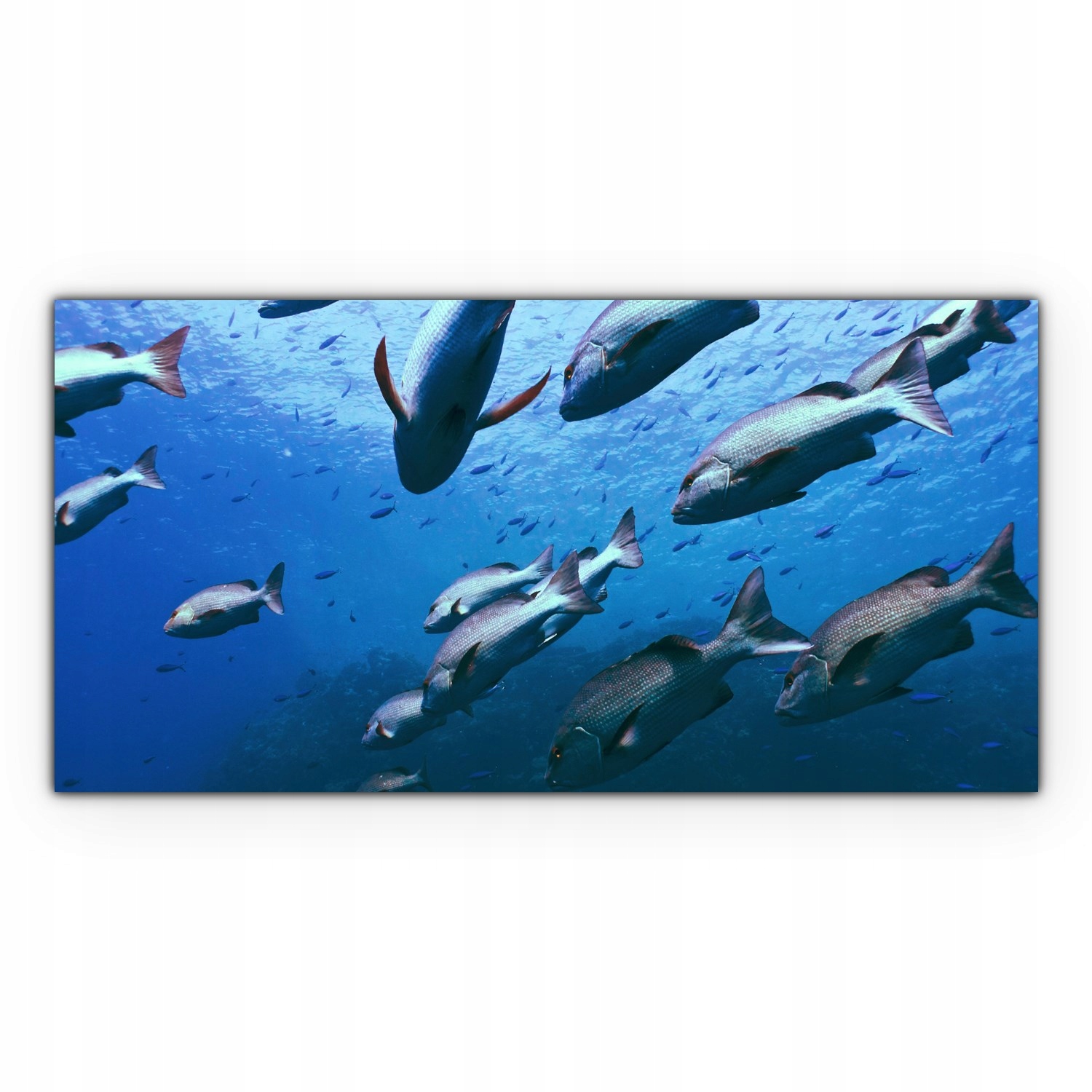 

Obraz na płótnie z foto 120x60 Ocean Natura Ryby