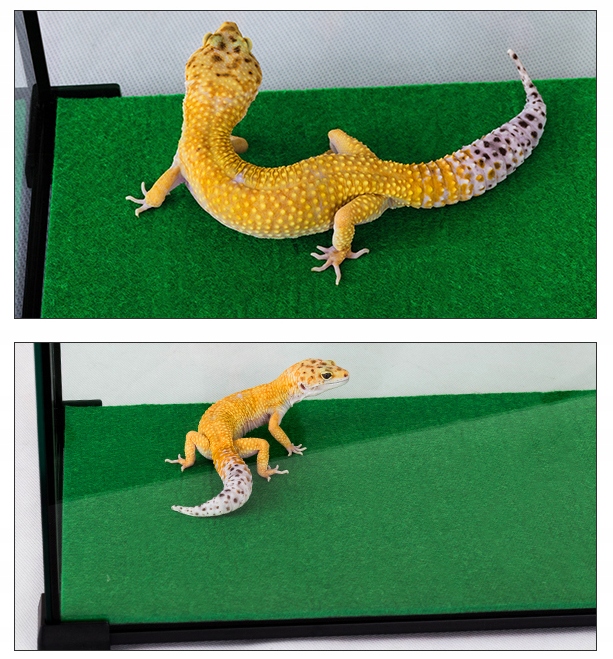 

Mata Podłoże Do Terrarium Od Repti-zoo Chłonna