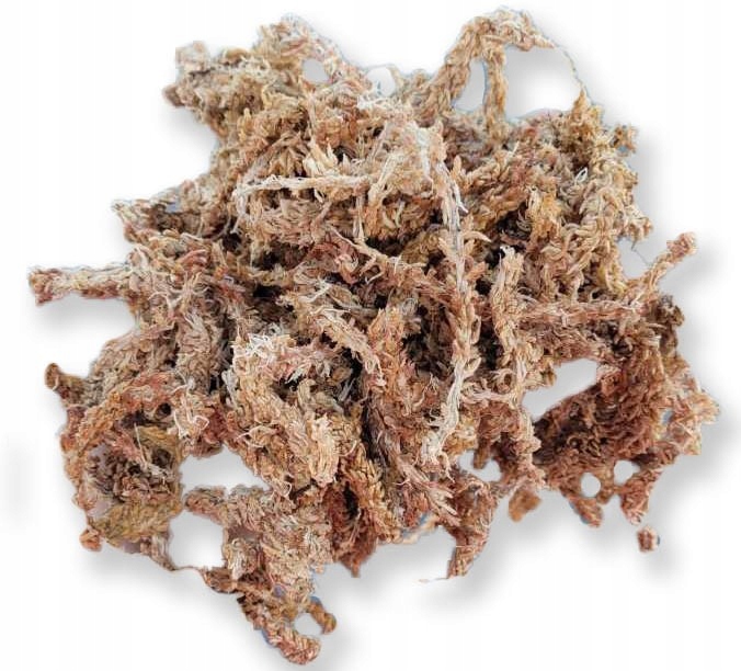 

Mech Sphagnum Moss 250g do Terrarium dla Gadów