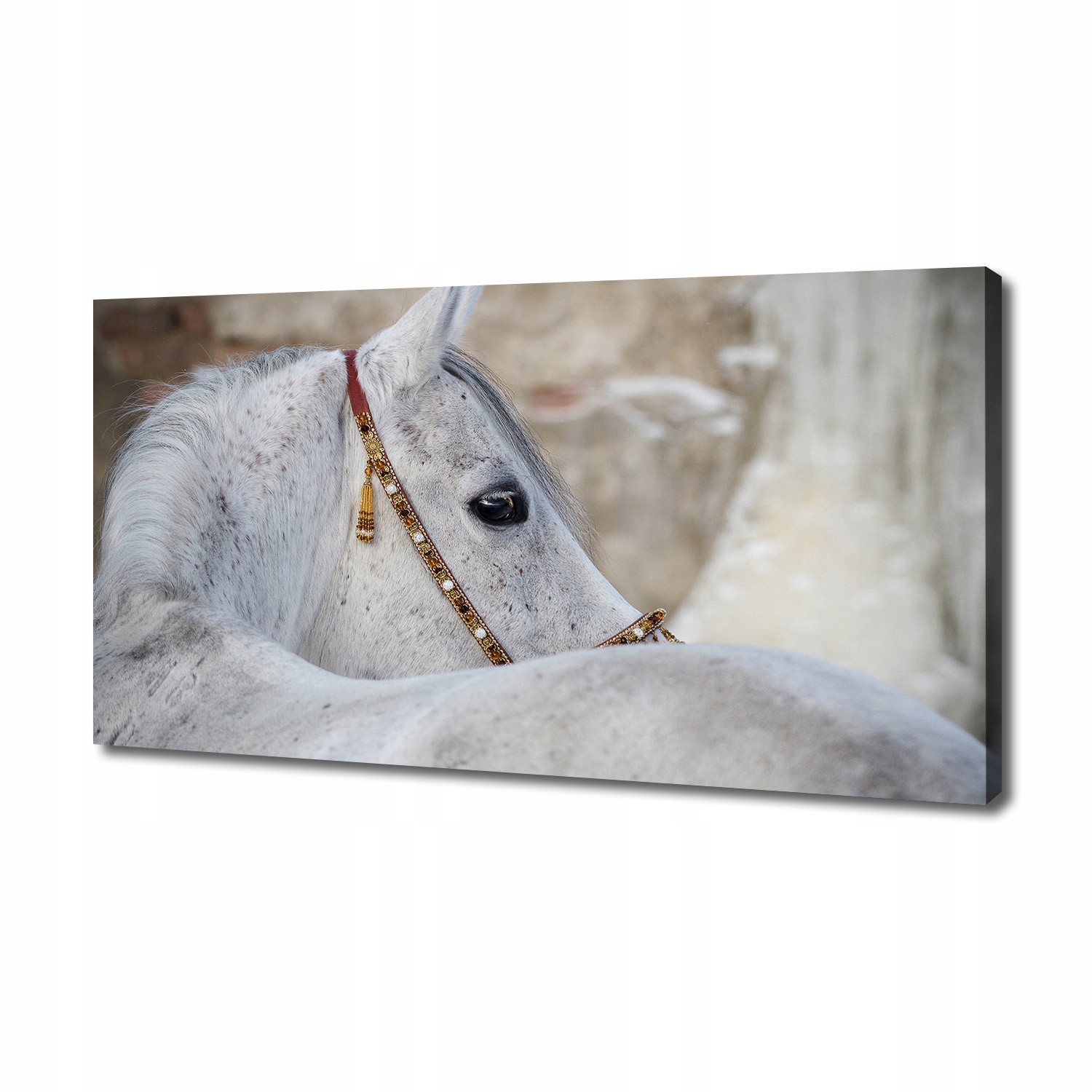 

Foto obraz na płótnie Biały koń arabski 140x70 cm