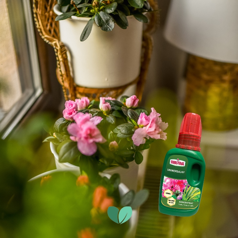 Nawóz Dom i Balkon + Humus 250ml Substral Producent Substral