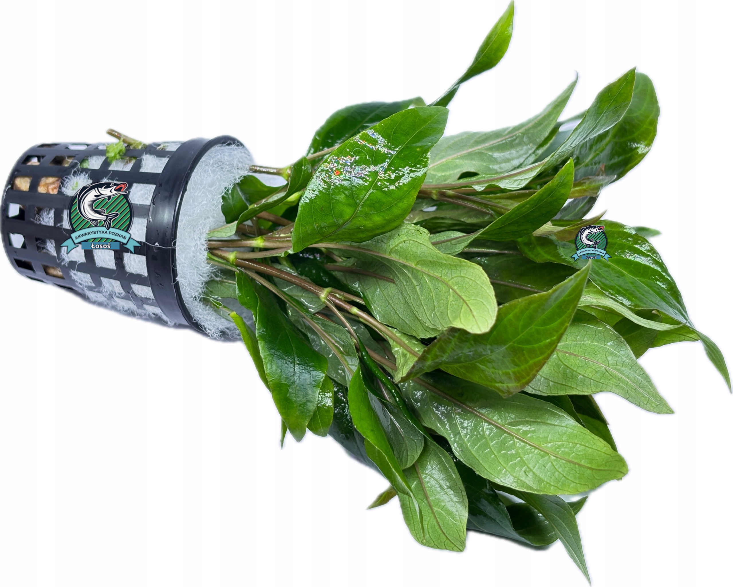 Hygrophila corymbosa 'Thailand' [koszyk]