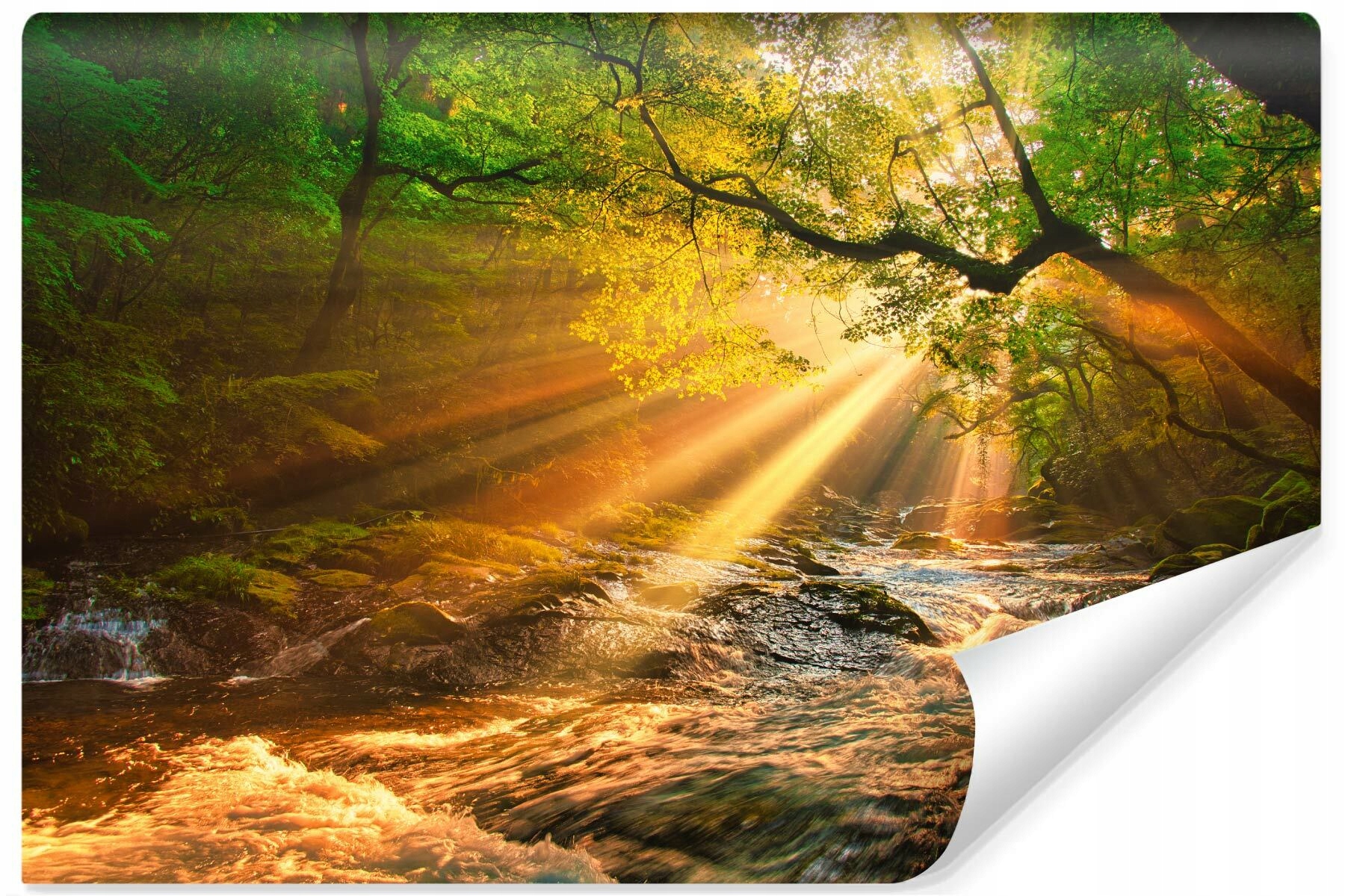 Fototapeta do jídelny Krajina Les Slunce Potok Příroda Efekt 3D 270x180