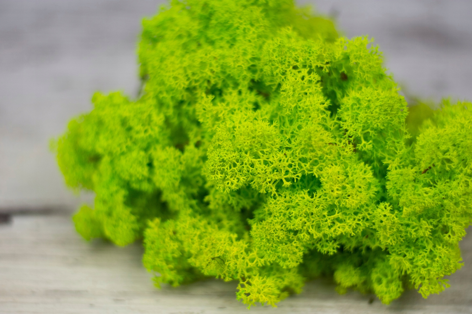 Mech Chrobotek Reniferowy Jasnozielony 500g Marka bez marki