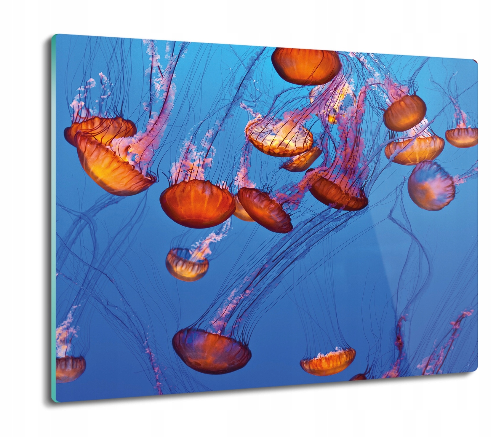

Meduzy woda ocean 60x52 deska nowoczesna szklana