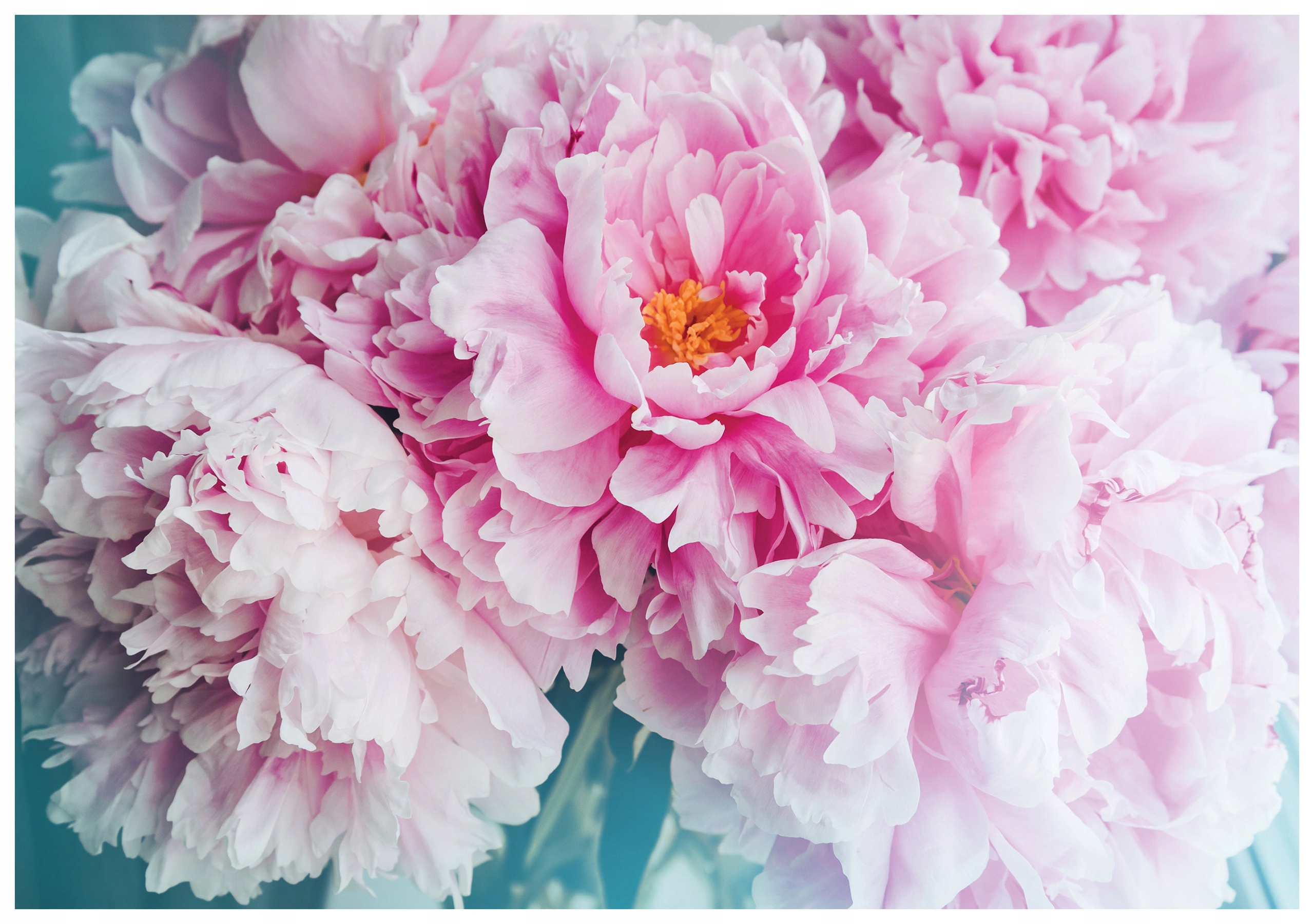 Fototapeta Pivonky jemný kvetinový vzor 416x254 do spálne lepidlo