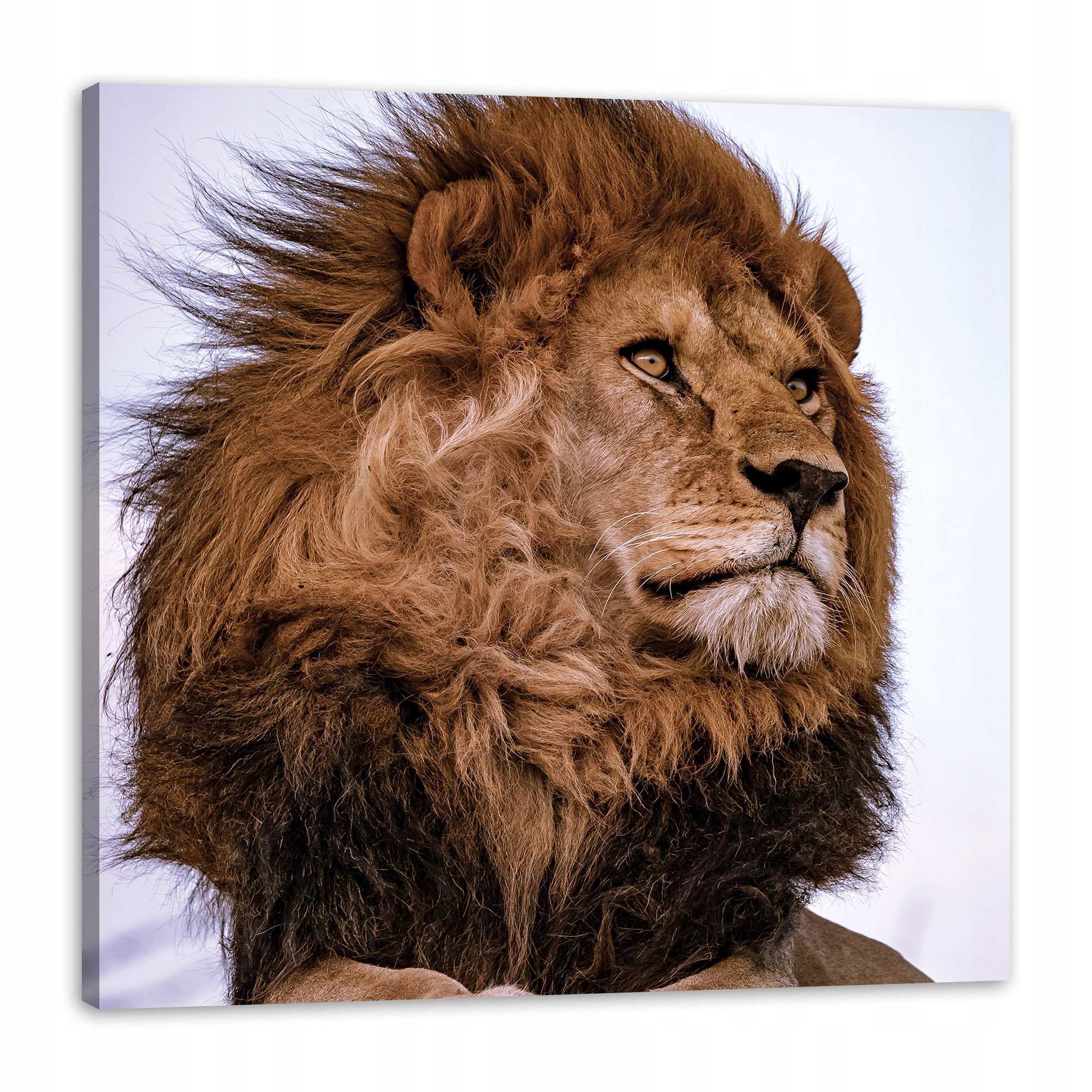 Obraz na plátně Hlava Lví hříva Divočina 90x90 cm