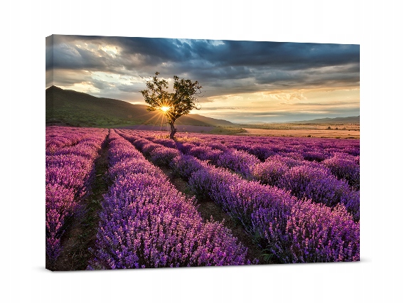 

Fotoobraz Pole Lawendy Lawenda 100x70 cm