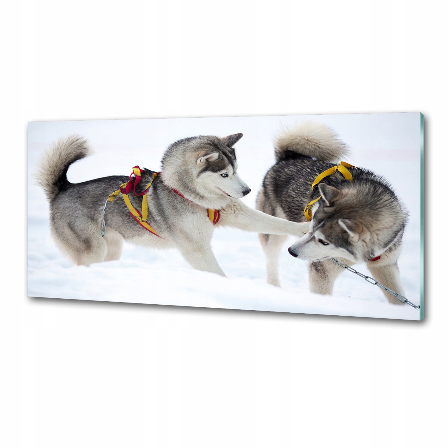 Dekoračný panel z skla Husky v zime 125 x 50 cm Lepidlo