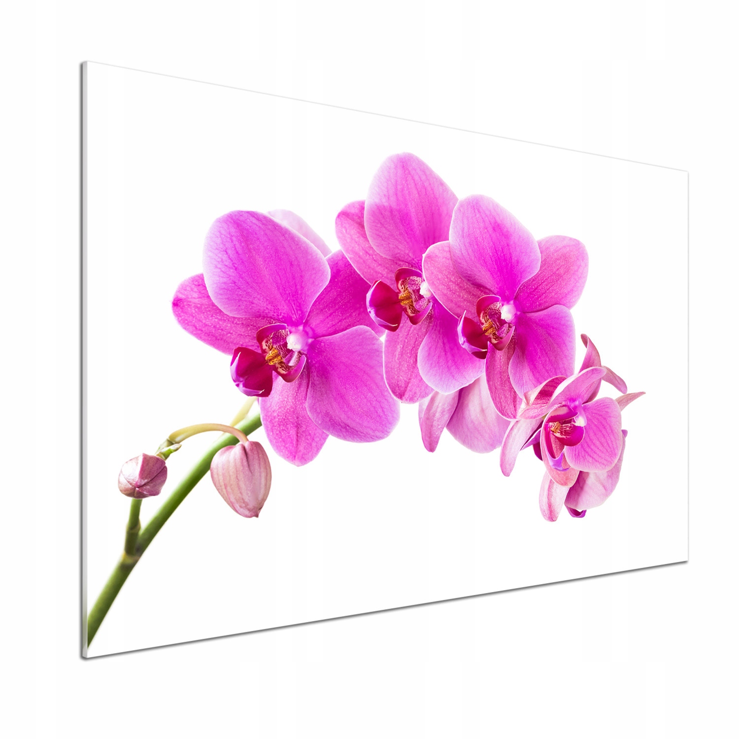 Panel do kuchyne Ružová orchidea 100 x 70 cm Lepidlo