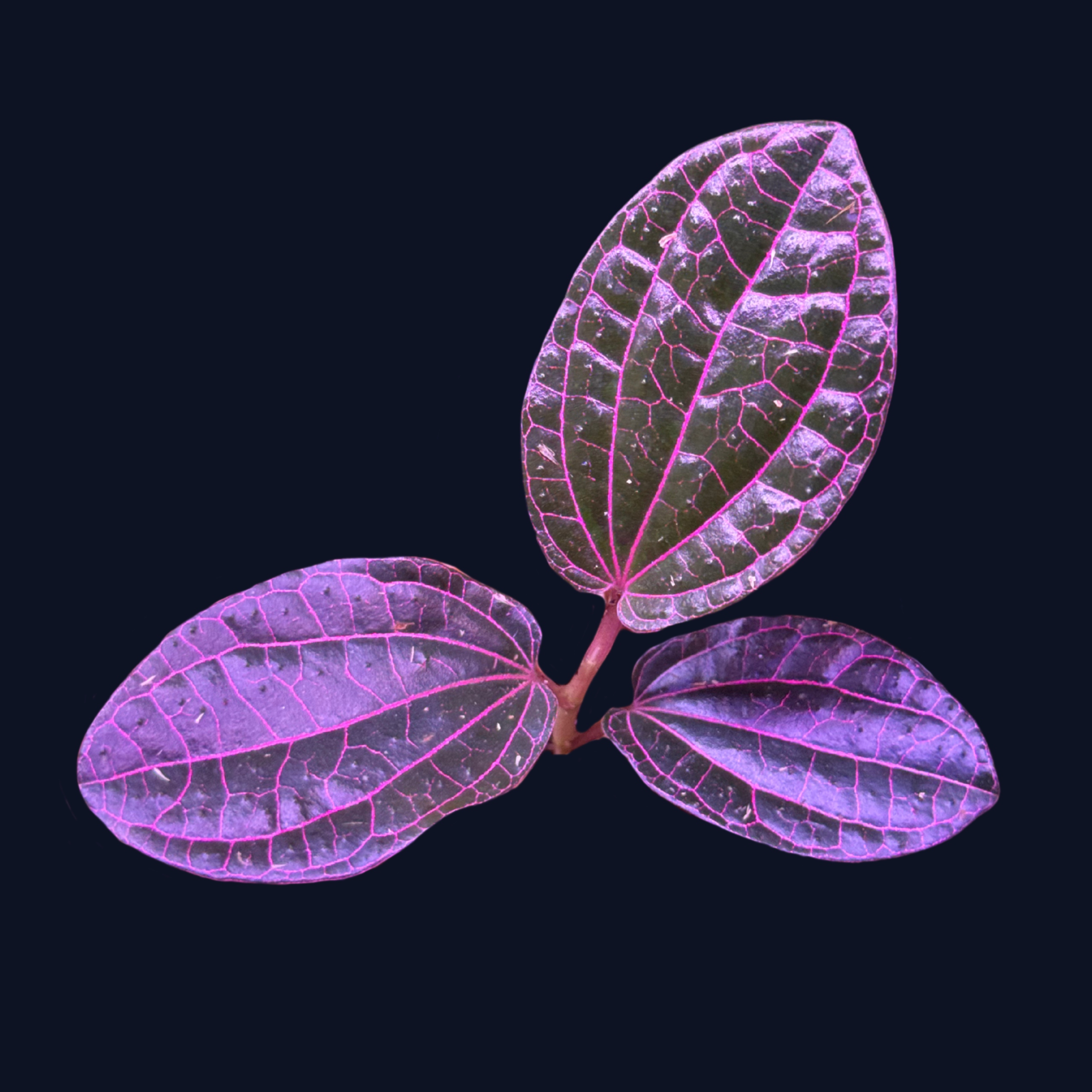 Levně Piper sp. Sekadau – rostlina do terária paludárium vivarium