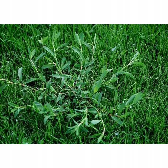 Roundup 360SL Plus 1l herbicyd totalny randap perz Forma płyn