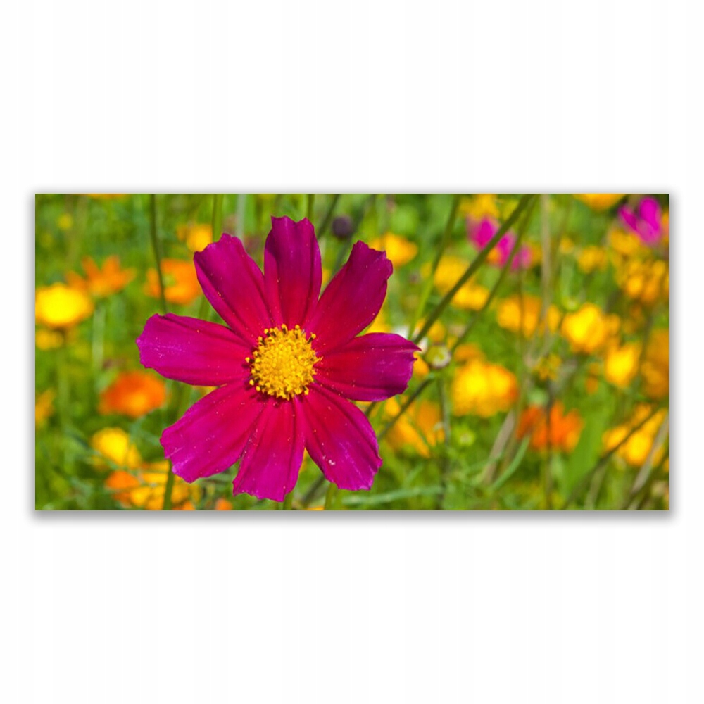 

Obraz akrylowy ścienny 140x70 Kwiat Roślina Natura