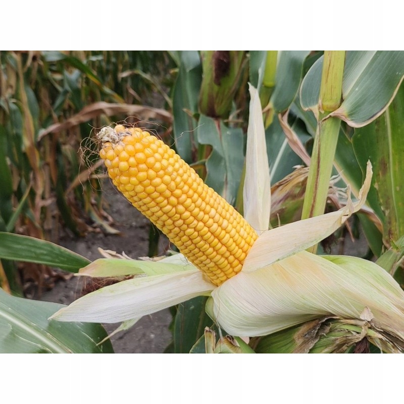 Semena kukuřice Kukuřice Randezvous Fao230 k