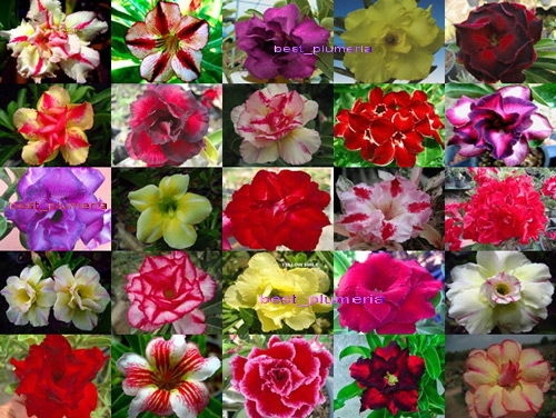 Zestaw startowy do uprawy Adenium - Róża pustyni