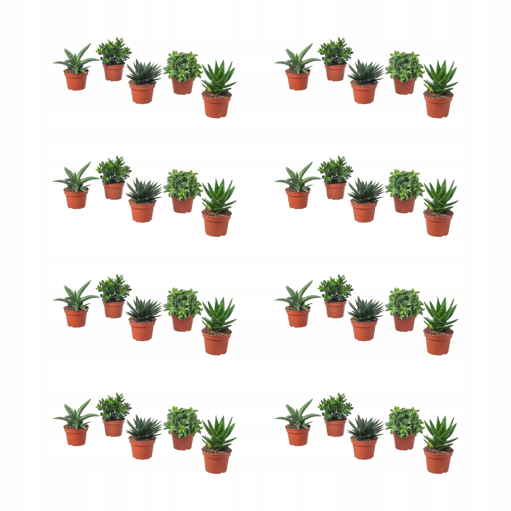8 ks Succulent Pokojová rostlina různé 15 cm