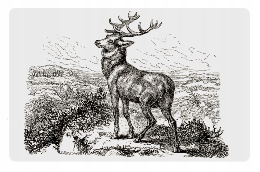 

Magnes jeleń na rykowisku Jelenie Rykowisko natura